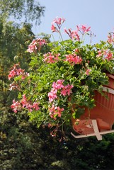 pink geranium in hanging pot as ornament