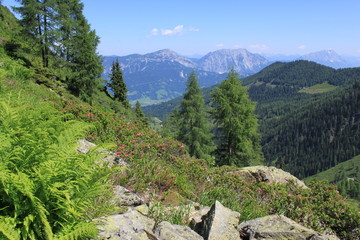 Obraz premium Kaibling 13