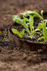 Green sprout growing.