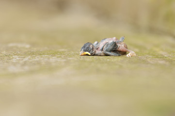 A dead baby robin, lying on a concrete.