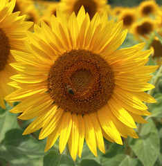 Fleur de tournesol butin&eacute;e par une abeille