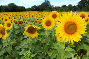 Champs de tournesols