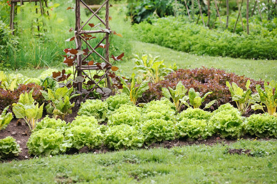 Vegetable Garden