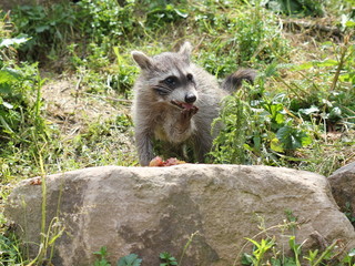 Fressendes Waschbärbaby 