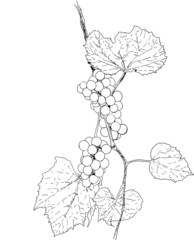 Grapes