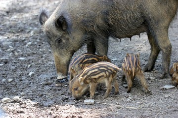 Bache mit Frischlingen
