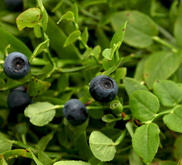 blueberries bush