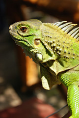 Green Asian Reptile Iguana Close Up