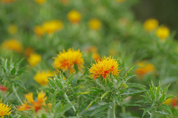 べにばな　‐Safflower‐