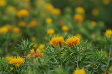 べにばな　‐Safflower‐