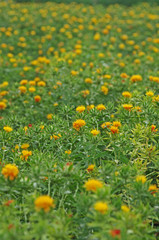 紅花　‐Safflower‐