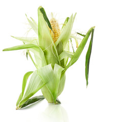 Corn isolated on white background