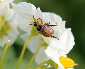 Жук хрущик бледнокрылый (Blitopertha pallidipennis)