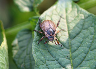 Жук хрущик бледнокрылый (Blitopertha pallidipennis)