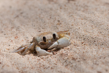 ghost crab