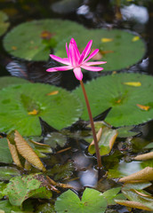 Water Lily