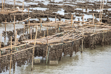 Oyster farming.