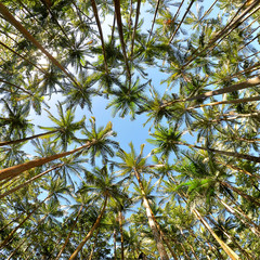 Cocotiers , Anse des cascades , Ile de la R&eacute;union
