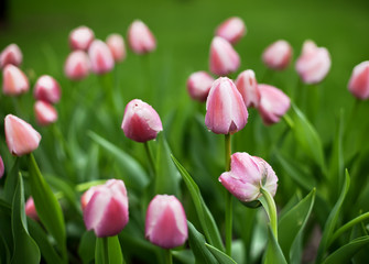 Fototapeta premium many pink tulips