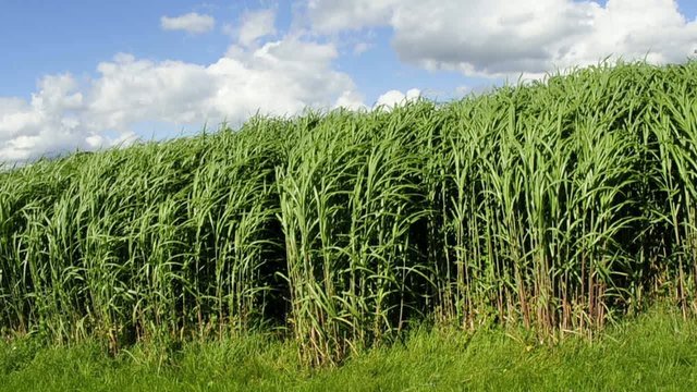 Chinaschilf, MIscanthus sinensis