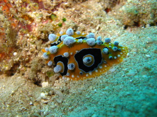 Nudibranch
