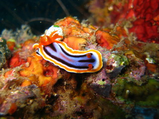 Pyjama-Nacktschnecke