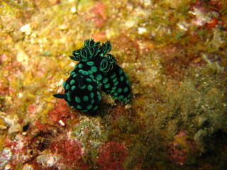 Nudibranch