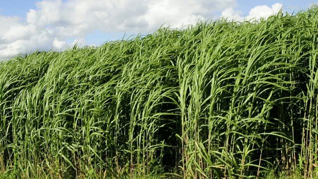 Chinaschilf,Elefantengras,Miscanthus