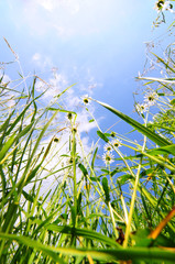 grass and sky