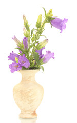 blue bell flowers in vase isolated on white