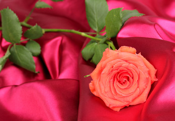 Beautiful rose on red cloth