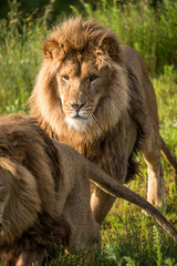 Lion