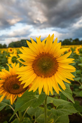 Sunflowers