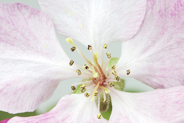 Apple Blossom