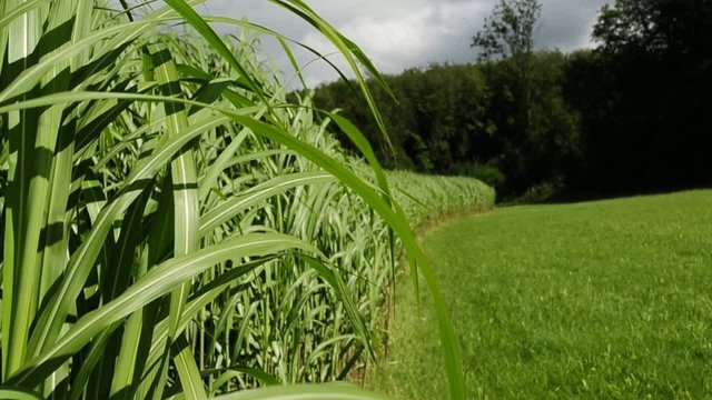 Chinaschilf,Miscanthus,Elefantengras