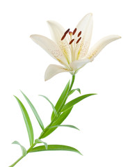 White lily - obrazy, fototapety, plakaty