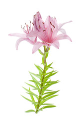 Pink lily