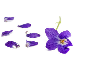 Duftveilchen (Viola Odorata) Nahaufnahme