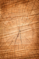 wood structures of a cut tree in a cross section