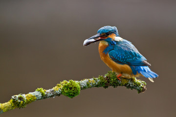 Common Kingfisher Alcedo atthis adult male