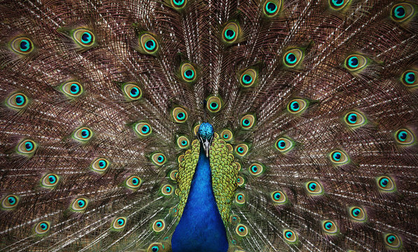 Fototapeta Beautiful peacock