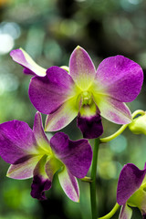 Botanic garden Bogor, Orchid