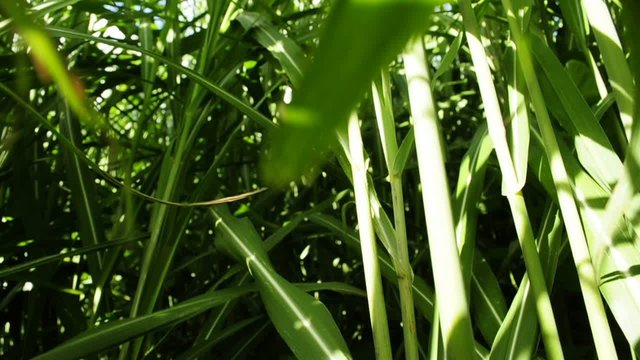 Chinaschilf,Miscanthus,Elefantengras