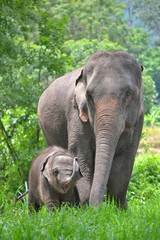 Naklejka premium asia elephant mother and baby in forest of southeast asia