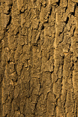 Oak bark texture