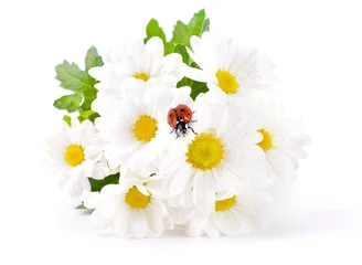 Selbstklebende Fototapete Marienkäfer Weiße Blumen, Feldkamillen mit Marienkäfer