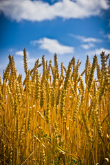 Golden wheat field with blue sky in background