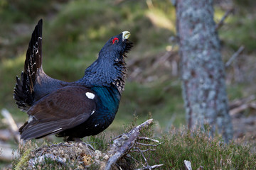 Capercaillie Tetrao urogallus adult male displaying