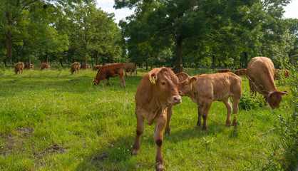 Naklejka na ściany i meble Cattle in sunlight in summer