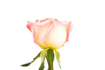 Beautiful pink rose  isolated on white background